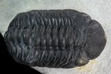 Austerops Trilobite - Nice Eye Facets #127181-1